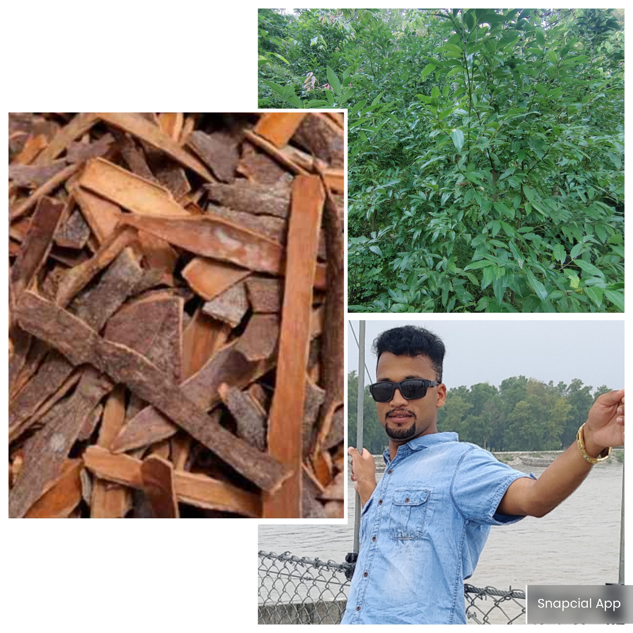 Read more about the article तेजपात/दालचिनीको परिचय र यसको फाइदाहरु
