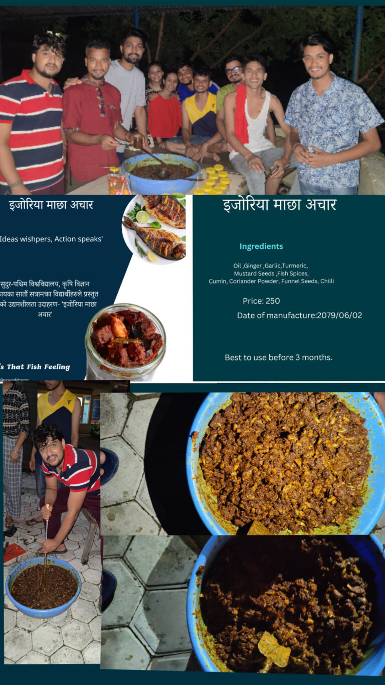 Read more about the article सुदुरपश्चिम विश्वविद्यालय कृषि सँकायका सातौं सत्रान्तका विद्यार्थीहरुले इजोरिया ब्राण्डको माछाको अचार बनाएर उद्धमशिल बन्दै 