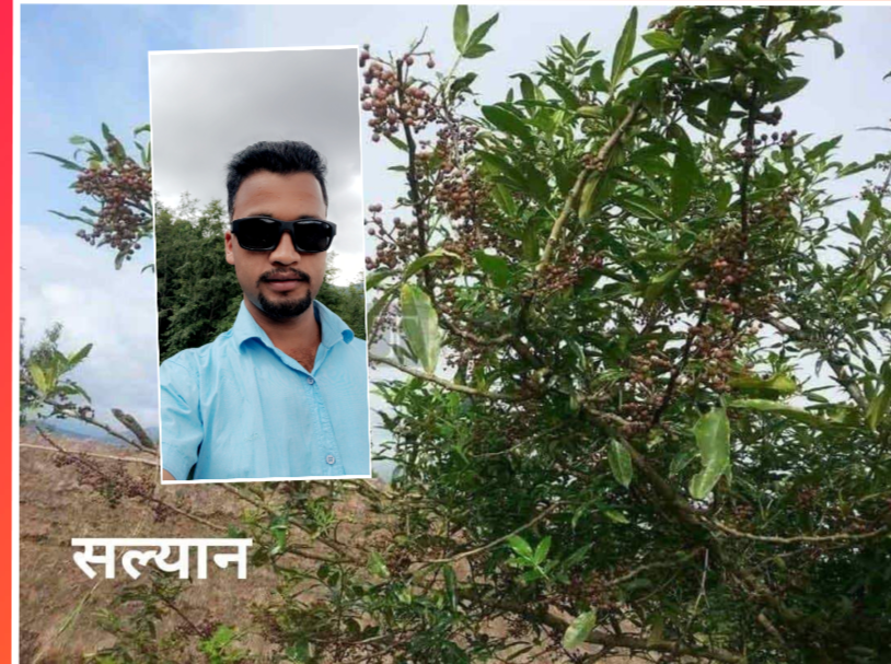 Read more about the article टिमुर खेती गर्ने तरिका  र गुणस्तर कायम को आब्यसकता 