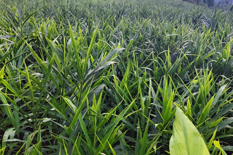 Read more about the article नेपालमा अदुवा खेति प्रबिधि र यस्को महत्व