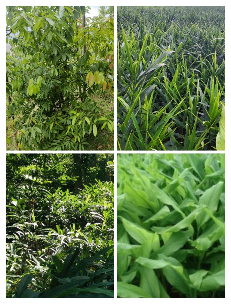 Read more about the article नेपालमा अदुवा,बेसार,अलैंची र तेजपात खेती सम्क्षिप्तमा अति महत्त्वपूर्ण जानकारि