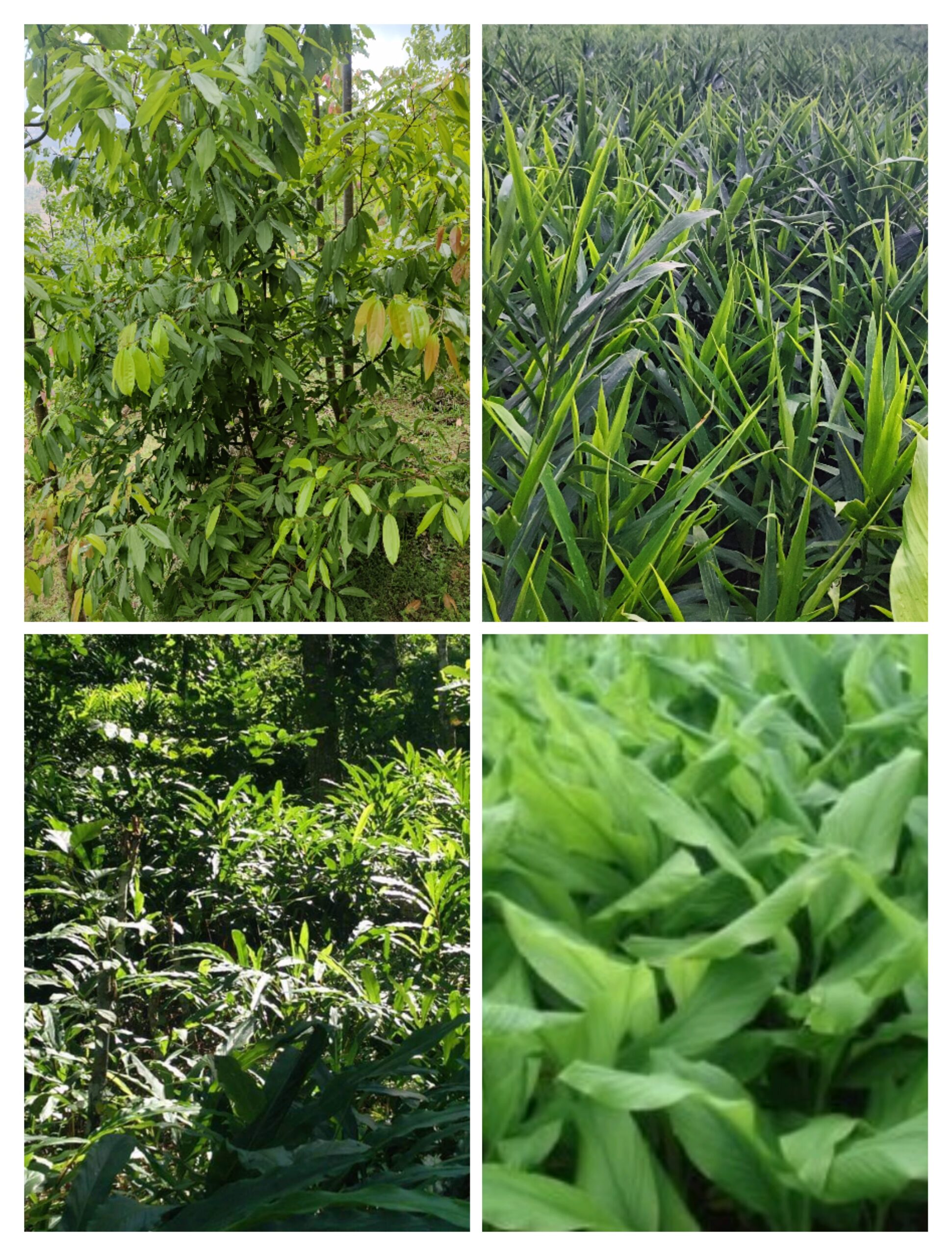 Read more about the article नेपालमा अदुवा,बेसार,अलैंची र तेजपात खेती सम्क्षिप्तमा अति महत्त्वपूर्ण जानकारि