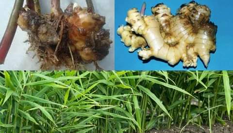 Read more about the article अदुवाको गानो कुहिने रोग (Rhizome Rot Diseases of Zinger) र यसको व्यवस्थापन सम्बन्धि जानकारी